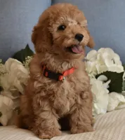 Bear , a male Poodle - Miniature  for sale in Temecula, CA – Photo 3 of 6