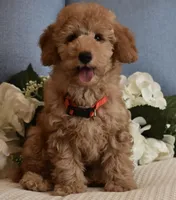 Bear , a male Poodle - Miniature  for sale in Temecula, CA – Photo 6 of 6