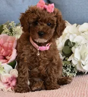 Frida, a female Poodle - Toy  for sale in Temecula, CA – 1 of 5