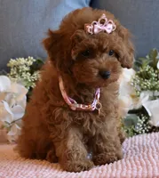 Tweenie , a female Poodle - Toy  for sale in Temecula, CA – 2 of 6