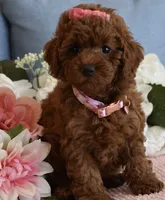 Harper , a female Poodle - Toy  for sale in Temecula, CA – 2 of 6