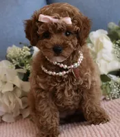 Coco, a female Poodle - Toy  for sale in Temecula, CA – 4 of 6