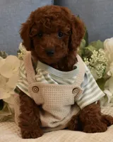 Winston , a male Poodle - Toy  for sale in Temecula, CA – 1 of 5