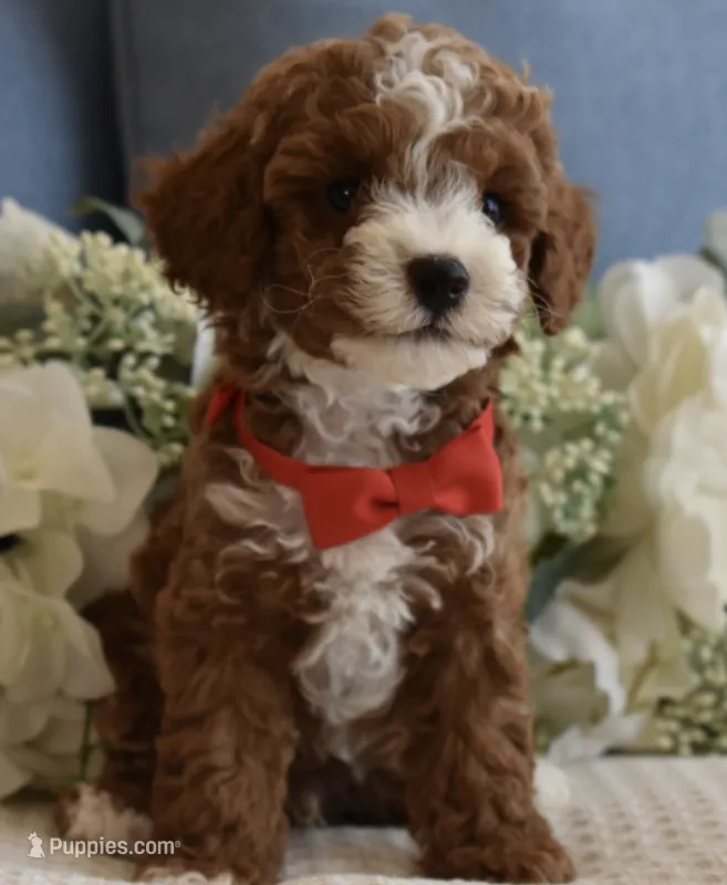 Blaze  – Poodle - Toy  puppy for sale in Temecula, CA