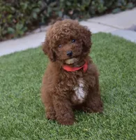 Teddy , a male Poodle - Toy  for sale in Temecula, CA – 5 of 9