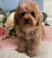 Brownie , a female Poodle - Toy  for sale in Temecula, CA – 4 of 6