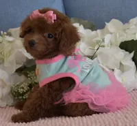 Coco, a female Poodle - Toy  for sale in Temecula, CA – 3 of 6
