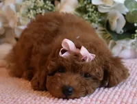 Twinkie , a female Poodle - Toy  for sale in Temecula, CA – 6 of 6