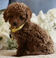 Leo, a male Poodle - Toy  for sale in Temecula, CA – Photo 4 of 5
