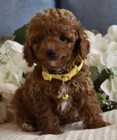 Leo, a male Poodle - Toy  for sale in Temecula, CA – Photo 3 of 5