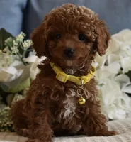 Leo, a male Poodle - Toy  for sale in Temecula, CA – Photo 1 of 5