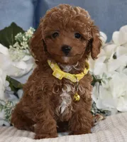 Leo, a male Poodle - Toy  for sale in Temecula, CA – Photo 5 of 5