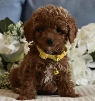 Leo, a male Poodle - Toy  for sale in Temecula, CA – Photo 2 of 5