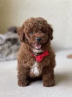 Teddy , a male Poodle - Toy  for sale in Temecula, CA – 7 of 9