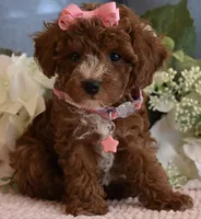 Star , a female Poodle - Toy  for sale in Temecula, CA – 2 of 5