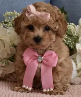 Macy , a female Poodle - Toy  for sale in Temecula, CA – 3 of 7