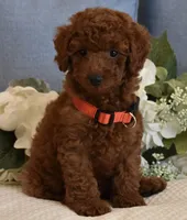 Winston , a male Poodle - Toy  for sale in Temecula, CA – 3 of 5