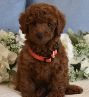 Winston , a male Poodle - Toy  for sale in Temecula, CA – 4 of 5