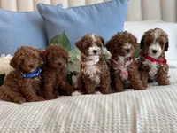 Bindy , a female Poodle - Toy  for sale in Temecula, CA – 6 of 6