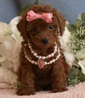 Teenie, a female Poodle - Toy  for sale in Temecula, CA – 3 of 5