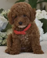 Mason , a male Poodle - Toy  for sale in Temecula, CA – 4 of 8