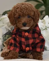 Mason , a male Poodle - Toy  for sale in Temecula, CA – 3 of 8