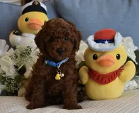 Chester , a male Poodle - Toy  for sale in Temecula, CA – 2 of 5