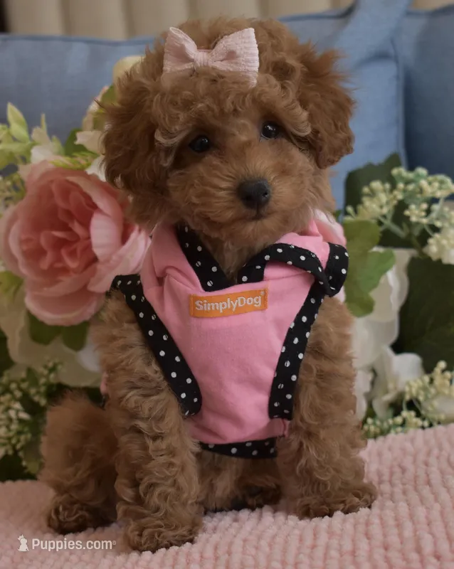 Kylie  – Poodle - Toy  puppy for sale in Temecula, CA