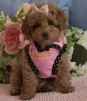 Kylie , a female Poodle - Toy  for sale in Temecula, CA – Photo 3 of 5