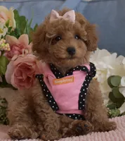 Kylie , a female Poodle - Toy  for sale in Temecula, CA – Photo 4 of 5