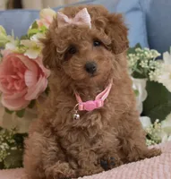 Kylie , a female Poodle - Toy  for sale in Temecula, CA – Photo 5 of 5