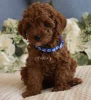 Banjo , a female Poodle - Toy  for sale in Temecula, CA – 4 of 5