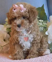 CeCe, a female Poodle - Toy  for sale in Temecula, CA – 3 of 5
