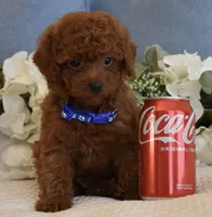 Sebastian , a male Poodle - Toy  for sale in Temecula, CA – 2 of 5