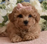 Macy , a female Poodle - Toy  for sale in Temecula, CA – 4 of 7