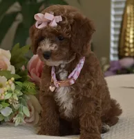 Willow , a female Poodle - Toy  for sale in Temecula, CA – 2 of 5