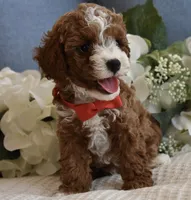 Blaze , a male Poodle - Toy  for sale in Temecula, CA – 5 of 6