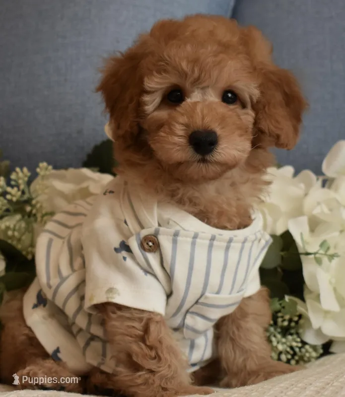 Carter  – Poodle - Toy  puppy for sale in Temecula, CA
