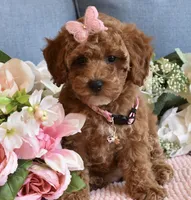 Zelda , a female Poodle - Toy  for sale in Temecula, CA – 3 of 5