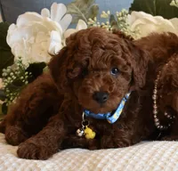 Chester , a male Poodle - Toy  for sale in Temecula, CA – 3 of 5