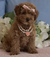 Coco, a female Poodle - Toy  for sale in Temecula, CA – 3 of 6