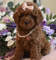Mia, a female Poodle - Toy  for sale in Temecula, CA – 1 of 5