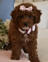 Cali Girl , a female Poodle - Miniature  for sale in Temecula, CA – 2 of 7