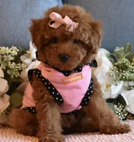 Twinkie , a female Poodle - Toy  for sale in Temecula, CA – 1 of 6