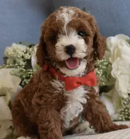 Blaze , a male Poodle - Toy  for sale in Temecula, CA – 6 of 6