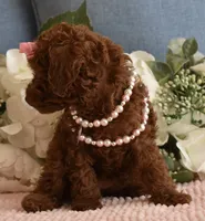 Teenie, a female Poodle - Toy  for sale in Temecula, CA – 5 of 5