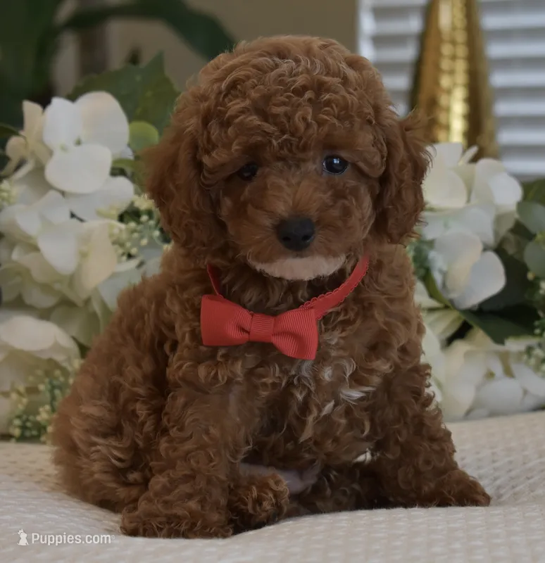 Mason  – Poodle - Toy  puppy for sale in Temecula, CA