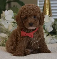 Mason , a male Poodle - Toy  for sale in Temecula, CA – 1 of 8