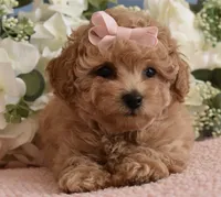 Macy , a female Poodle - Toy  for sale in Temecula, CA – 7 of 7