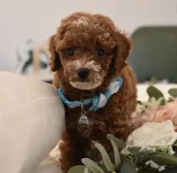 Stash, a male Poodle - Toy  for sale in Temecula, CA – 5 of 5